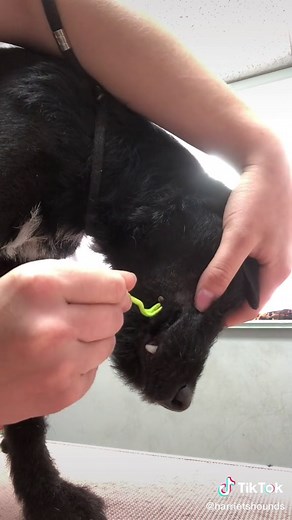 Tick Removal Tutorial for Dogs: A Step-by-Step Guide