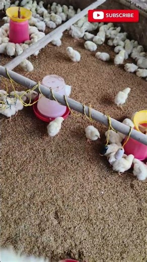 Day 5 boilers chicks!! #boiler #chicken #shorts #viralvideo