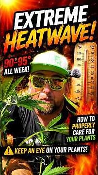 Extreme Heat Wave! What to Look for When Watering Your Plants