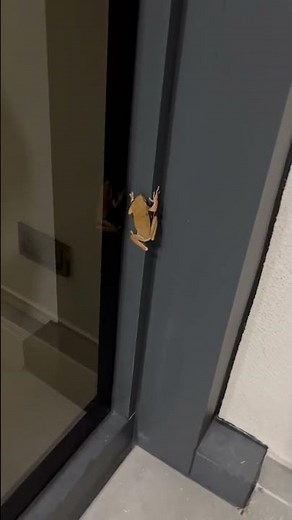 Found a big brown tree frog in my backyard