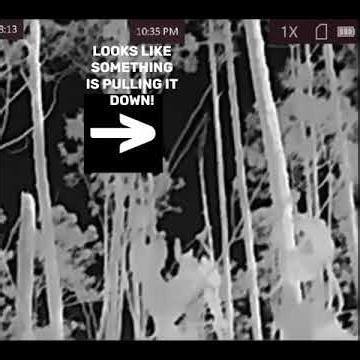 What Is Pulling The Tuning Fork Branch! #thermal #midcentralflorida #ocalanationalforest #markers