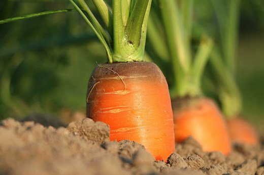 130 vegetable puns & vegetable jokes to turnip the giggles - Growing Family