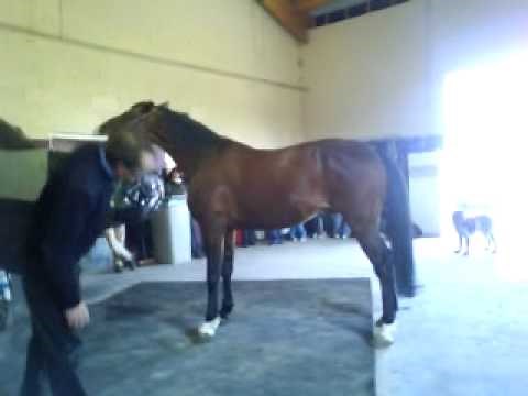 Etalon Trotteur Francais des Haras Nationaux