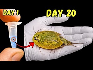 I Raised 200-Million-Year-Old Pet Fossils