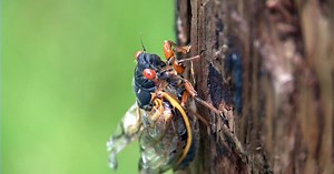 NJTV News:17-Year Cicadas Emerge in New Jersey