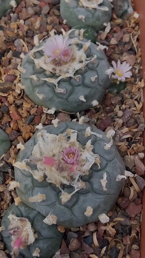 Peyote is a small, spineless cactus scientifically known as Lophophora williamsii. The traditional use of peyote dates back thousands of years. It is considered a sacred and ceremonial plant, often used in religious and spiritual practices. Peyote has been used for healing, divination, communication with spiritual realms, and as a means to connect with nature and the divine. The history of peyote has also been intertwined with the politics of colonization and cultural assimilation. With the arri
