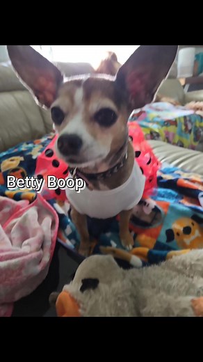Little Betty Boop is just so adorable and smart! 😍 I love my chihuahua! ❤️ #Dog #Chihuahua #Puppy #Love #Adorable | Cecilia K-Wiley