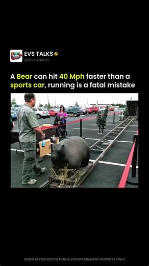 Why Running From a Bear Is a Huge Mistake ⚠️🐻