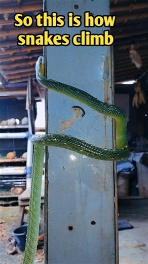 This is how snakes climb