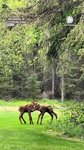 382K views · 14K reactions | Just two baby moose having fun in the sun 龜☀️ | AccuWeather | Facebook