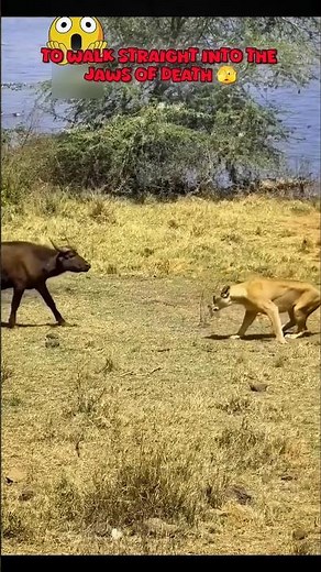 Why Do Some Wild Animals Die Because of Fear? 😲 #wildbuffalo #zebra #deerstags #animalfear