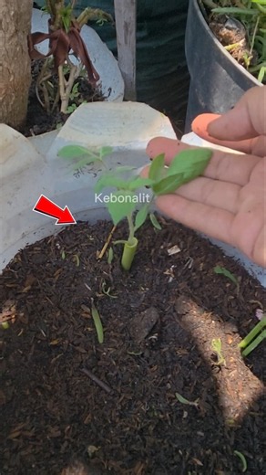 How to Save Your Tomato Plants from Pests Using This Simple Trick! #shorts #fyp