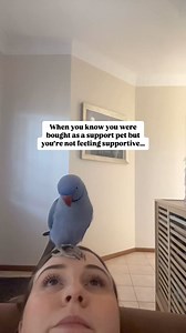 27K views · 542 reactions | He supports in different ways I'm sure! | Hamlet The Parrot | Facebook