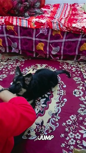 2 months german shepherd command best german shepherd ever trained #germanshepherd #2monthbaby #fast