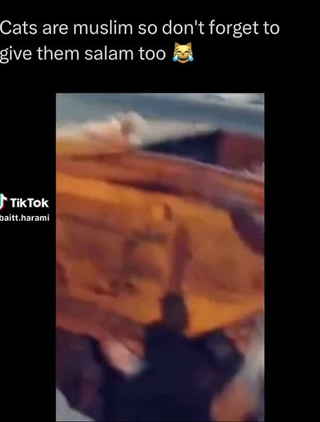 Funny Arab Cat Memes Compilation