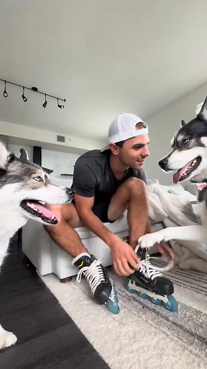 Titan at the end… 😭😂 Pet Food _fix_000 #dogs #husky #dogsoftiktok #huskies #wellnesspetfood #EspecialistasEmPontos | Ken Flores