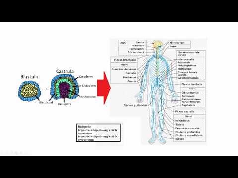 Embryonalentwicklung des Nervensystems