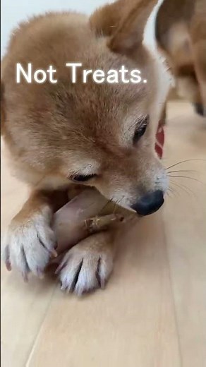 Stop the "Shiba Scream" and Food Aggression! INUDOU Dog Training