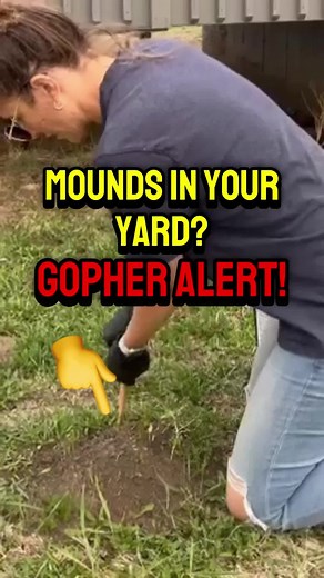 ⚠Northern pocket gophers can wreak havoc on your carefully maintained lawn and gardens. Fortunately, there's a targeted solution called burrow baiting. This method utilizes specially formulated bait pellets containing rodenticides. Burrow baiting offers a multitude of advantages over traditional gopher control methods: ✔Targeted approach: Unlike gassing, burrow baiting eliminates only gophers. ✔Safe for families and pets: Burrow baiting poses minimal risk to children and pets. ✔High success rate