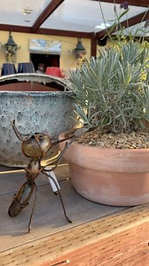 Are you getting the garden cleaned up for Spring? Stop in to grab everything you need: fertilizer, compost, soil, seeds, perennials… we have it all! PS. Organic veggies arrive this week!!! 🍅🌶️🫑🥬 | The Secret Garden