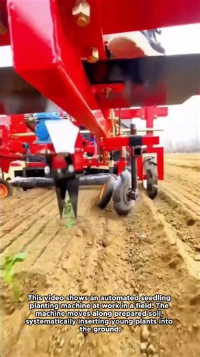 Automated Seedling Planting Machine in Operation