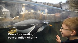 3.8K views · 76 reactions | Inspiring change represents an idea that one place, the Calgary Zoo, can change our world. As we look ahead to 2020 and beyond, we wanted to share our most memorable achievements at the Calgary Zoo, and in the wild, over the past 10 years. We have big plans for the next decade, and we can’t do it without you. Together, we can make a difference – we can and will inspire change 李 | The Calgary Zoo | Facebook