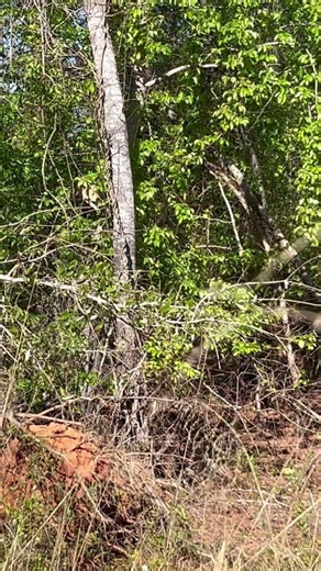 Composite Swarm Traps part 1