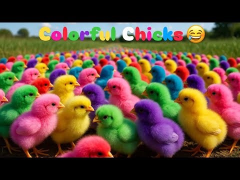 😍 Colorful Chicks | Cute & Vibrant Baby Chicks Compilation ASMR 🐥🌈” |Home of cute chicks 🐣🐥🐤