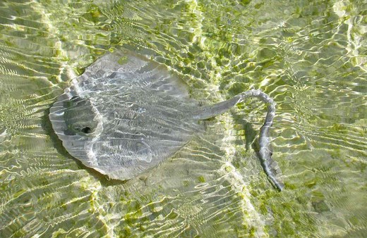 What Type of Fish Is a Skate?