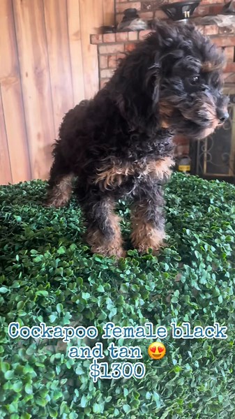 Cockapoo female 😍 16 weeks old 3 shots and dewormed 3x Hilmar ca 📍 #cockapoo #cockerspainielpuppy #cockapoolove #cockapoopuppiesforsale #cockapoontiktok #cockapooforsale #modestocalifornia #xavi #pocoapoco