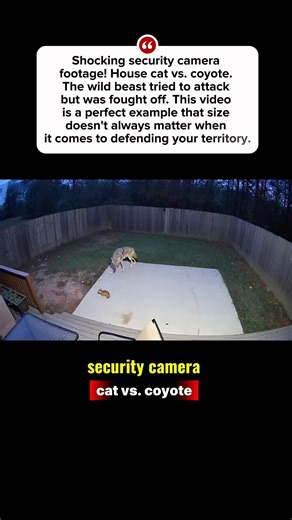 Animal Attack ! (Caught on Camera)