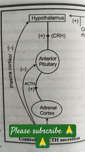 How ACTH Hormone Is Controlled | Quick Endocrine Physiology Explained #flowchart