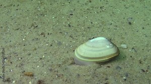 Mollusk quickly burrows in the sand, Black Sea, (Donax trunculus), the abrupt wedge shell or wedge clam, is a bivalve species in the family Donacidae.