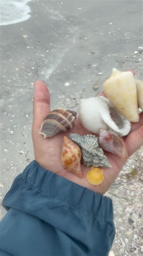 SHELLING ADVENTURES ON SHELL KEY!! #shelling #nature #shells #florida #gilzshellz