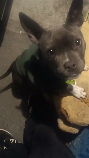 pitbull blue bully #dog #pets #blue #pitbull