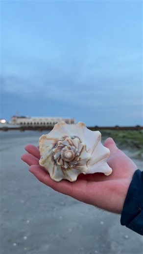 Lily O’Brien! on Instagram: "I can’t believe this happened to us again!!!!!😆🥶 There’s nothing you cannot do or find with consistency thats for sure!!! So grateful for everyday adventures with @joe.obrien__ .. how lucky are we to find these absolute gems in the jetty 🥳🐚 • •NEVER TAKE LIVE ANIMALS/ SHELLS• • #kneepatchesart #southjersey #beachcombing #shells #knobbedwhelk"