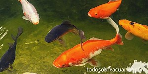 Guía de cuidados de peces de agua fría