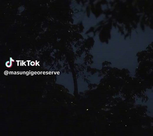 Mesmerizing Fireflies at Masungi Georeserve Night Trail