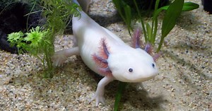 L’axolotl détient-il le secret pour faire repousser un membre humain?