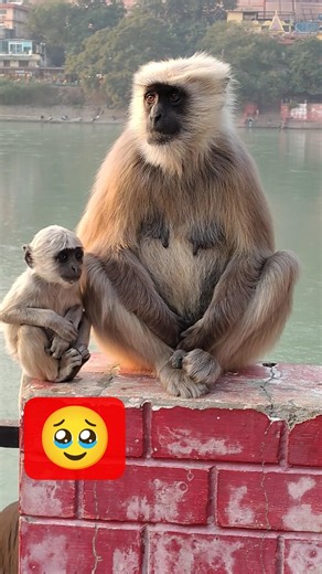 Baby Langurs Near Lakshman Jhula - Rishikesh #shorts #funny #cute #travel #funpost