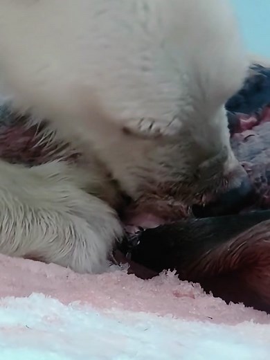 Hungry polar bears find food ##animals #wildlife #foryou #wildlifeanimals #polarbear