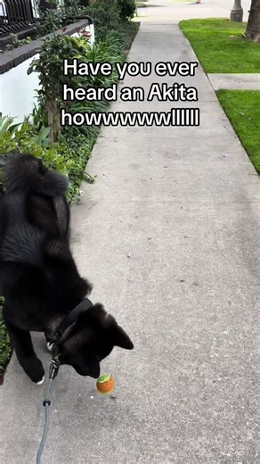 The cutest howl to ever be heard #akita #howl #mybaby | akita dog