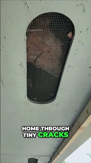 How Bird Mites Sneak Into Your House!