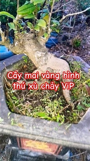 Tại sau tết lại chưng cây mai trong nhà #maixu #bonsai #maivang