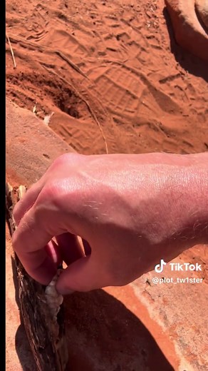 Discovering Witchetty Grubs: A Taste of the Outback