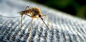 When evolution and biotechnologies collide