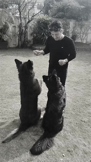 🐕K9 Dog Training & Care🐕 (@k9dogtrainingcare)’s videos with original sound - Ibrahim