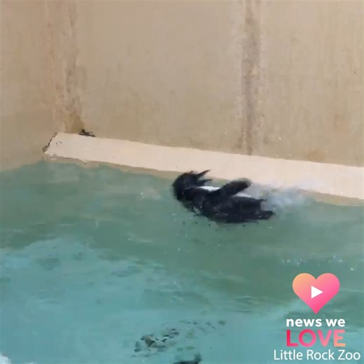 PENGUIN’S FIRST SWIM LESSON! 🐧 That’s the cutest thing ever. This is Betty White, the newest baby penguin at the Little Rock Zoo. The feisty little girl is taking on the big kid pool! | 40/29 News -- Fort Smith & Fayetteville, Arkansas