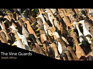 The Runner Ducks of Vergenoegd Wine Estate in Stellenbosch, South Africa