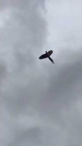 Latihan rutin #macaw #parrot #macawparrot #blueandgoldmacaw #burung